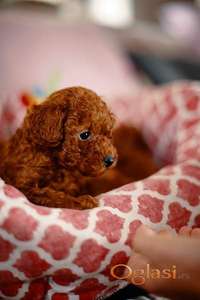 Prelepe patuljaste i toy pudle